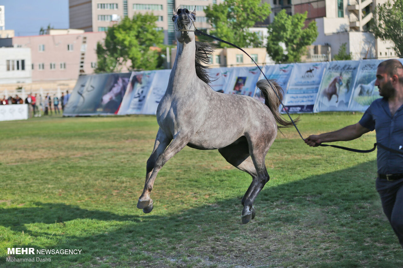 جشنواره ملی زیبایی اسب اصیل عرب در اردبیل