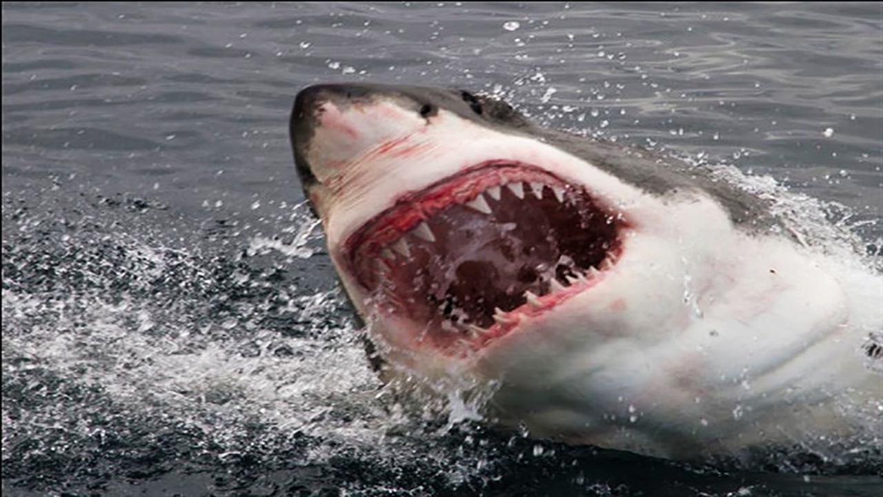 پرنده بدشانسی که قصد داشت برای لحظاتی روی آب استراحت کند