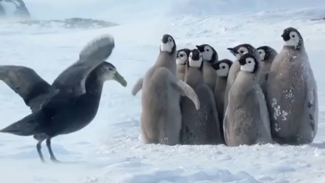 اتحاد جالب پنگوئن‌ها مقابل پرنده‌ مهاجم