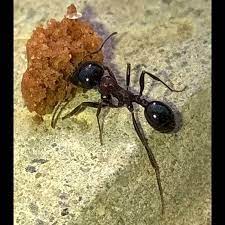 برای اون مورچه چیزی شبیه معجزه اتفاق افتاد!