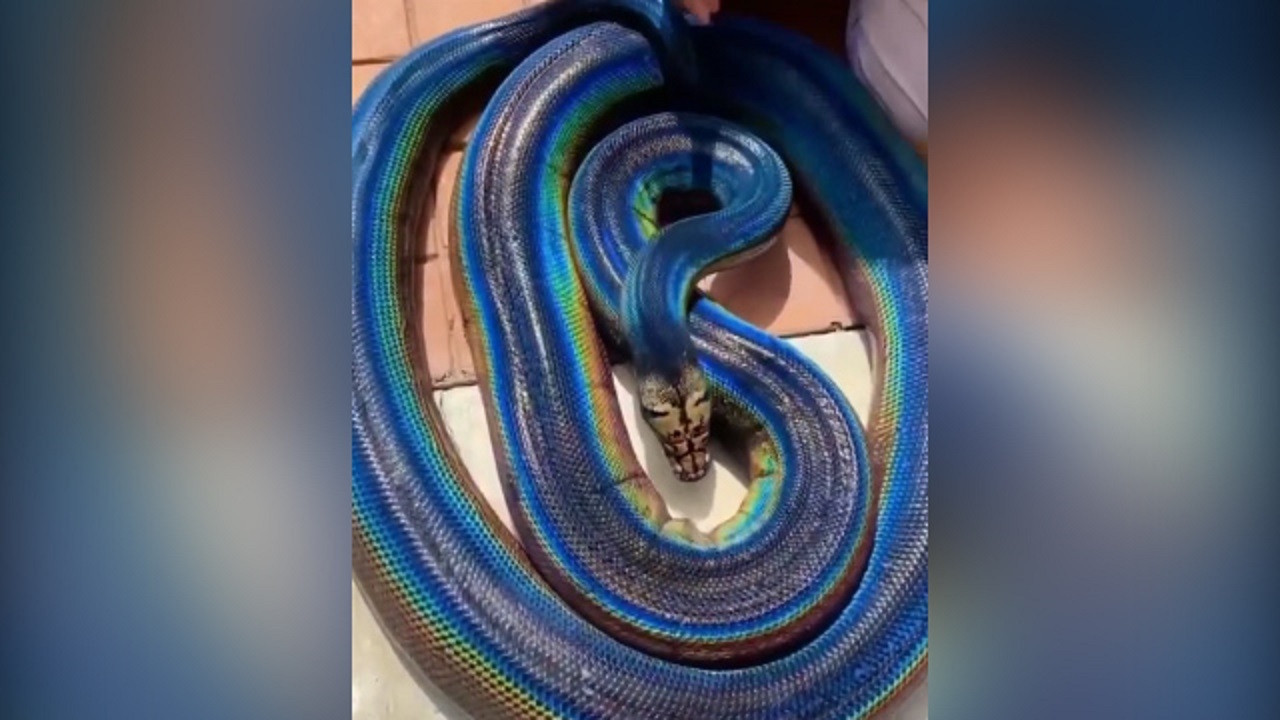 مار هفت رنگی که زهر ندارد