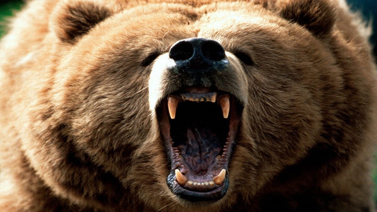حمله خرس وحشی به ۲ مرد کوهرنگی