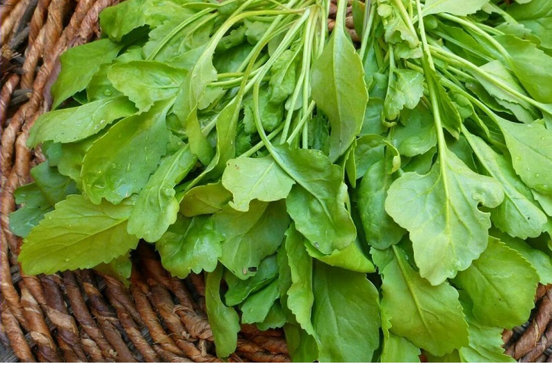 شاهی سبزی بسیار مفید