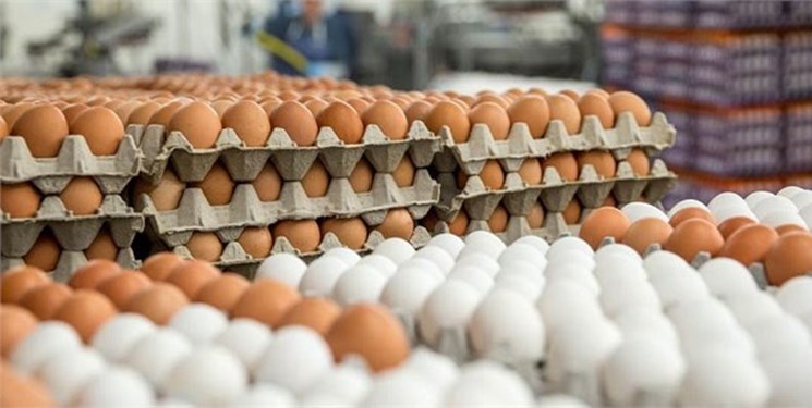 هشدار درباره کاهش تولید تخم مرغ در ماههای آینده