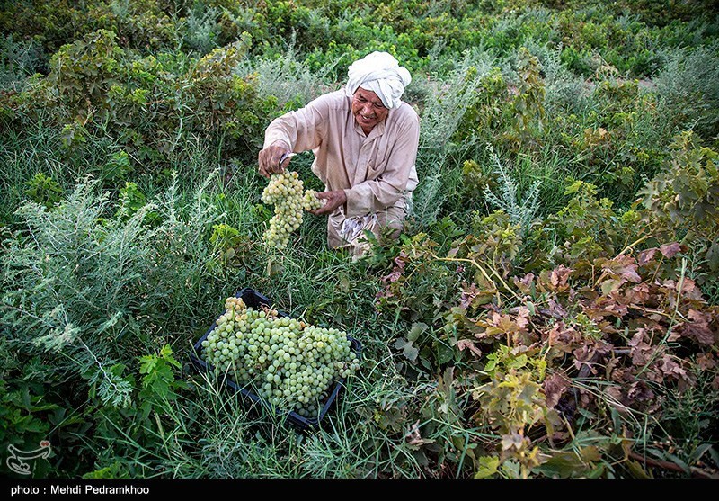 عکس/ برداشت انگور از تاکستان های غزاویه