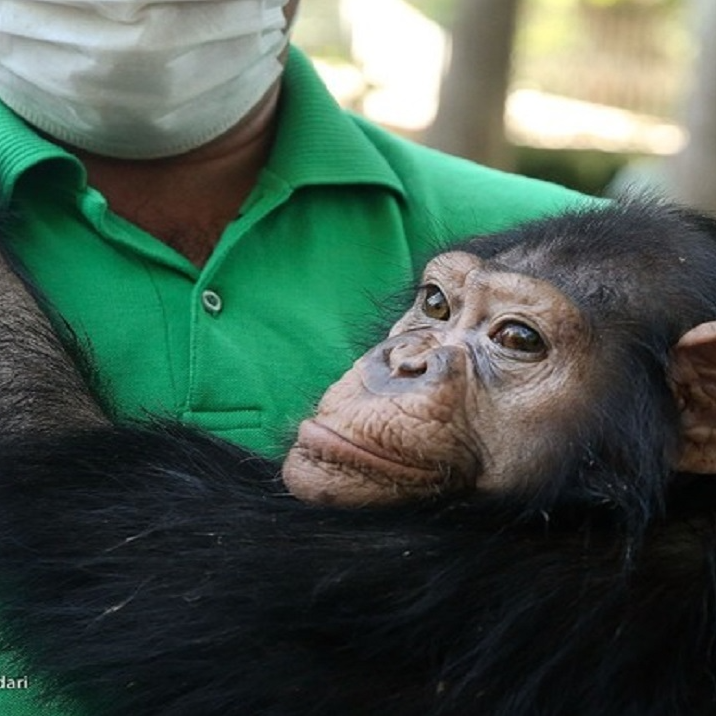 آخرین وضعیت شامپانزه ایرانی در کنیا