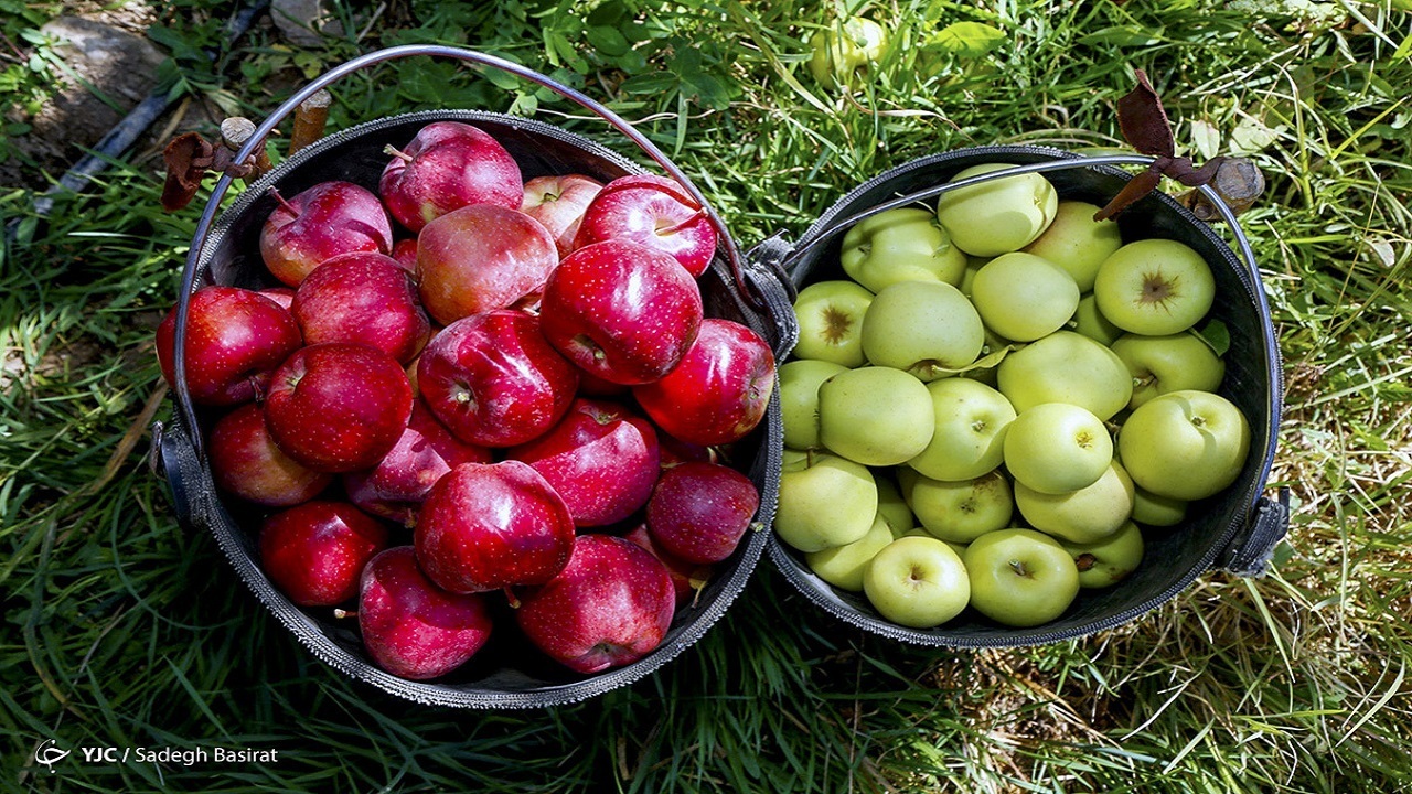 میوه ارزان می شود
