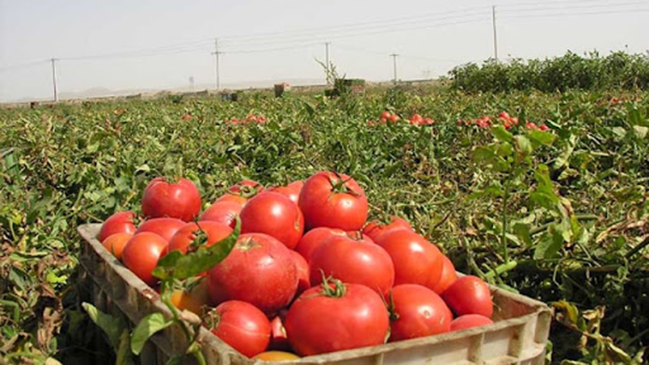 کاشت ۲۵۰ هکتار گوجه فرنگی پاییزه در فراشبند