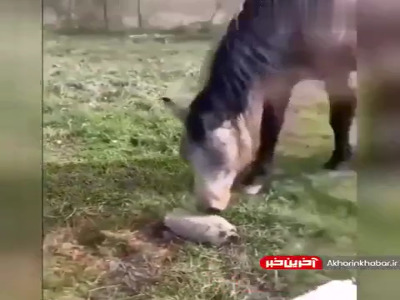 ابهت یک لاکپشت!