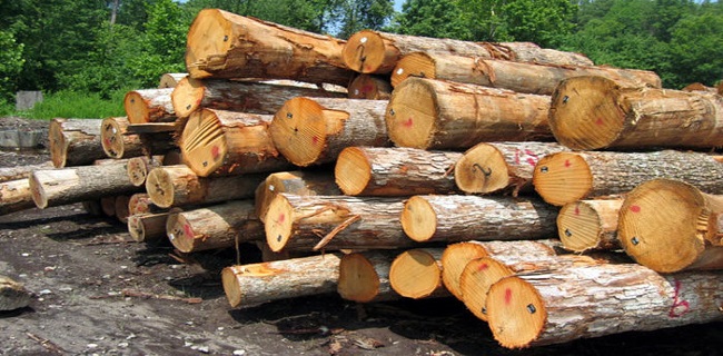 3 تن چوب جنگلی قاچاق در اشنویه کشف شد