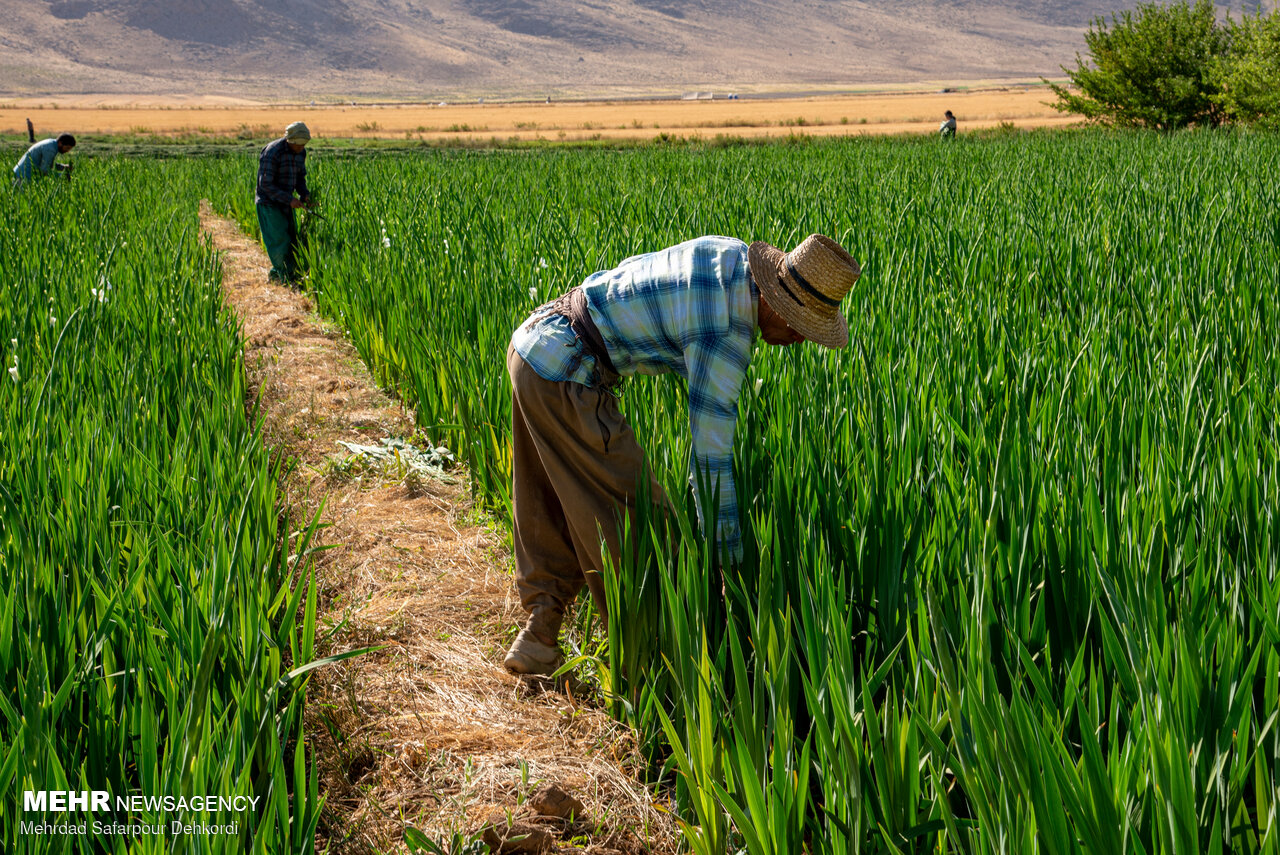 برداشت گلایول برای اولین بار در چهارمحال و بختیاری