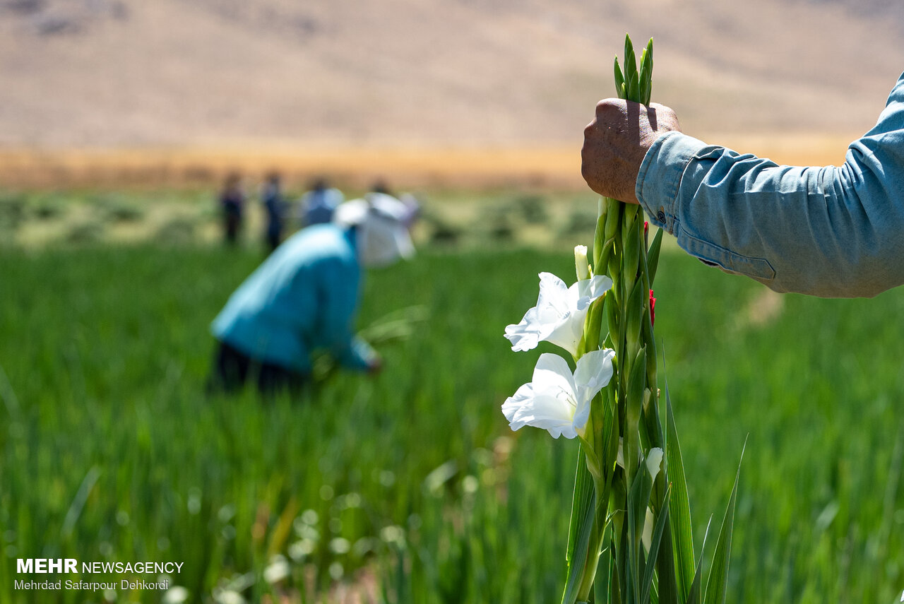 برداشت گلایول برای اولین بار در چهارمحال و بختیاری
