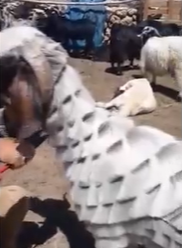 رونمایی از مدل موی بسیار جالب و خبرساز یک بز در ترکیه