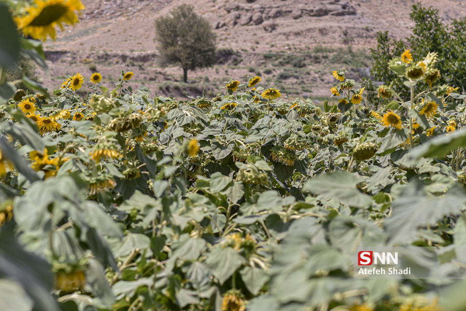مزرعه گل آفتابگردان