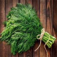 شوید؛ از محتوای تغذیه ای تا مکمل های دارویی این گیاه شگفت انگیز