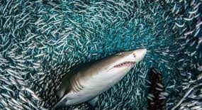 تصاویری شگفت انگیز از رفتار کوسه ها در میان هزاران ماهی