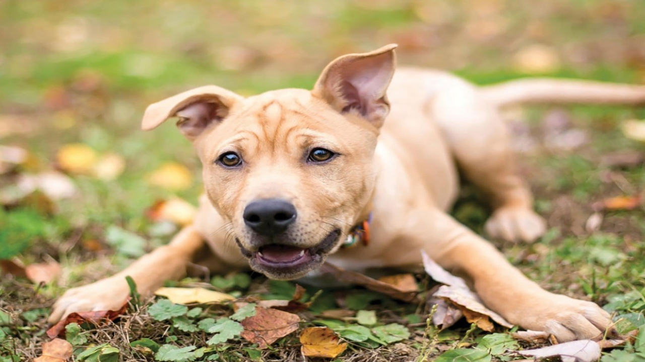 بی دست و پاترین سگ دنیا!