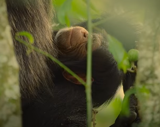 لحظات زیبای تولد نوزاد در عالم حیوانات