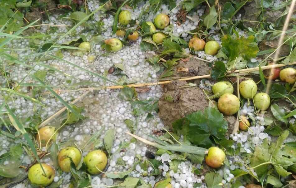 سیل و تگرگ به کشاورزی راز و جرگلان خسارت زد