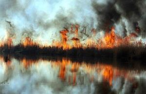 آتش زدن عامدانه نیزار شروع تصرف زمین‌های تالابی در گیلان است