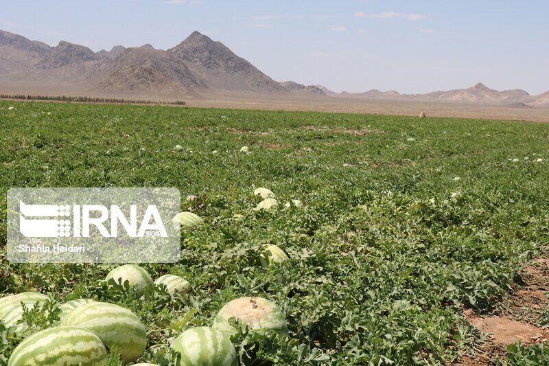 ۲۰ هزار تن هندوانه در جغتای تولید شد
