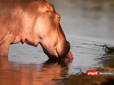 فیلمی تکان دهنده از حمله اسب‌های آبی به یک همنوعِ نابالغ!