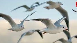 حرکت جمعی و زیبای پرندگان