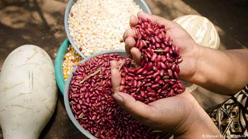 چرا با خوردن حبوبات نفخ میکنیم؟