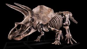 بزرگترین اسکلت Triceratops جهان به حراج گذاشته شد