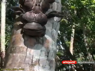 خرچنگ نارگیلی بزرگ ترین بندپای زمینی در جهان