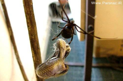 شکار مار توسط عنکبوت