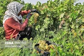 برداشت انگور حیدری از تاکستانهای کوثر آغاز شد