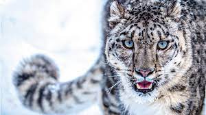 تلاش دیدنی پلنگ برفی برای گرفتن شکار