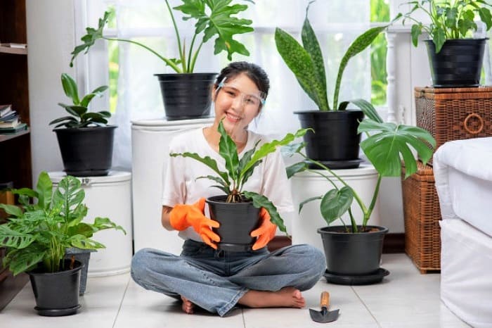 روش جابجایی صحیح گیاهان در اثاث کشی