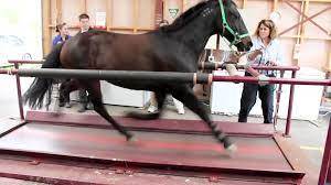 آیا تمرینات سخت اسب ها با تردمیل کار درستیه!؟