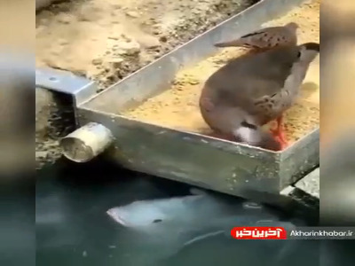 صحنه ای زیبا از دوستی بین حیوانات