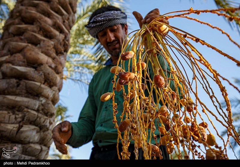 عکس/ برداشت خرما از نخلستان های روستای «علوه» 