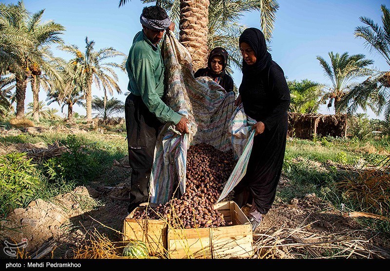 عکس/ برداشت خرما از نخلستان های روستای «علوه» 