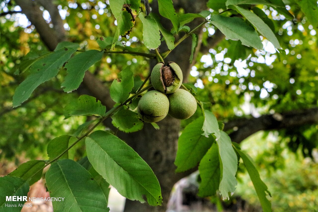 عکس/ گردوچینی در مازندران
