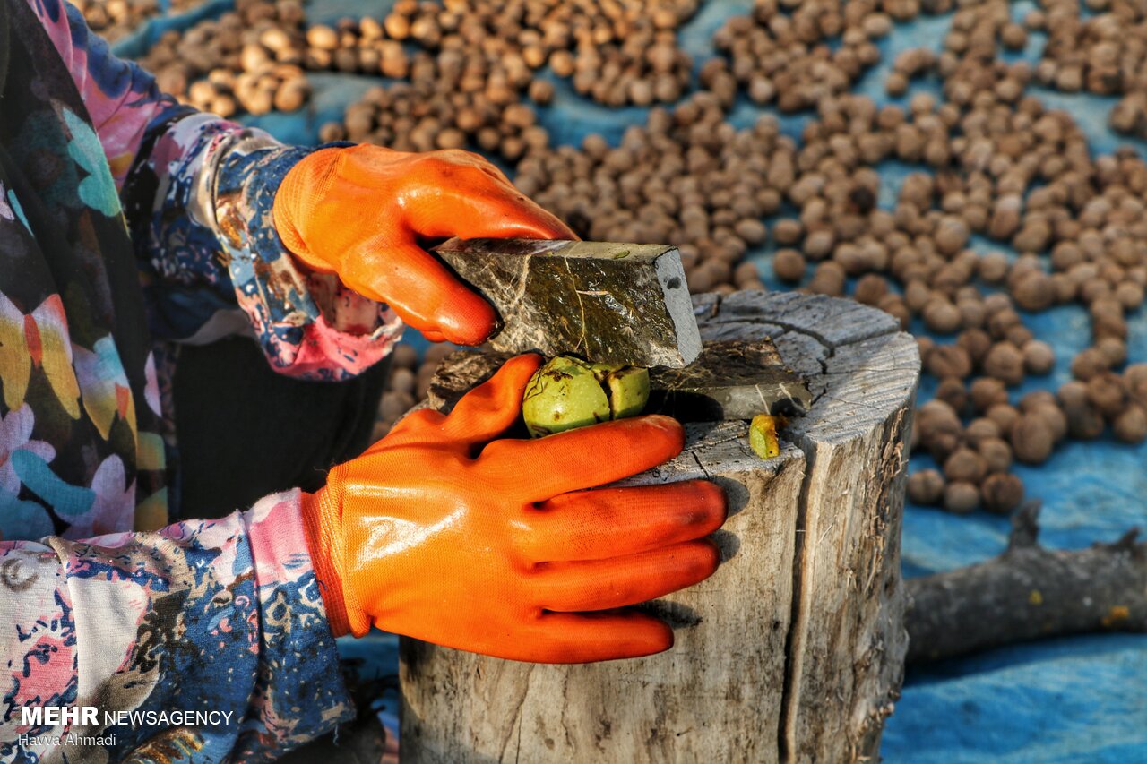 عکس/ گردوچینی در مازندران