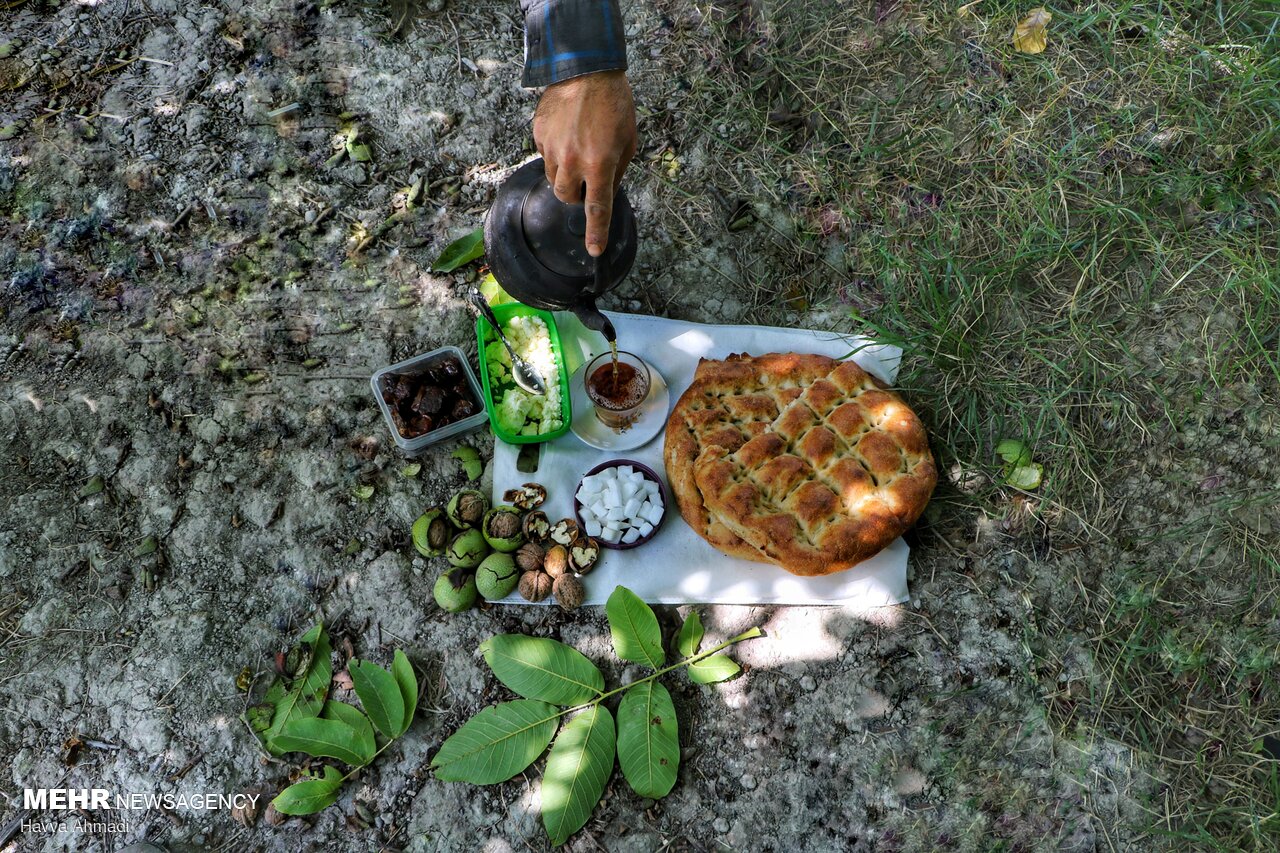 عکس/ گردوچینی در مازندران