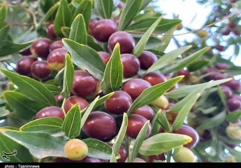 روزهای پر کار عناب تکانی در خراسان جنوبی به روایت تصویر