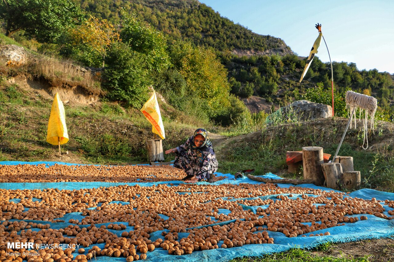 عکس/ گردوچینی در مازندران