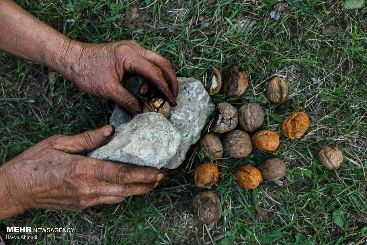 عکس/ گردوچینی در مازندران