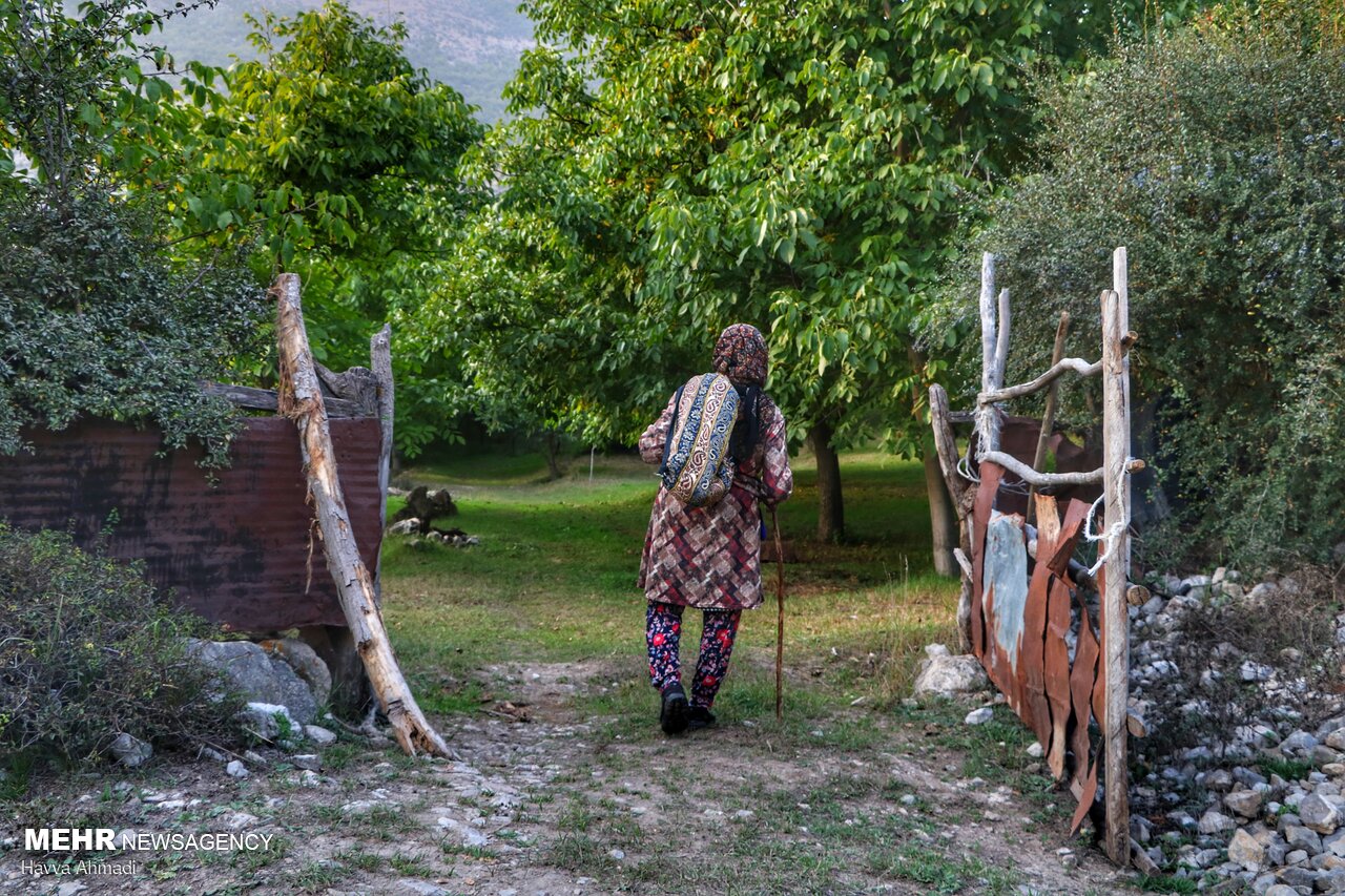 عکس/ گردوچینی در مازندران