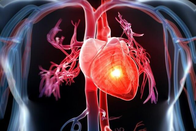 کدامیک برای قلب مفید است؛ از دست دادن چربی یا افزایش عضله؟