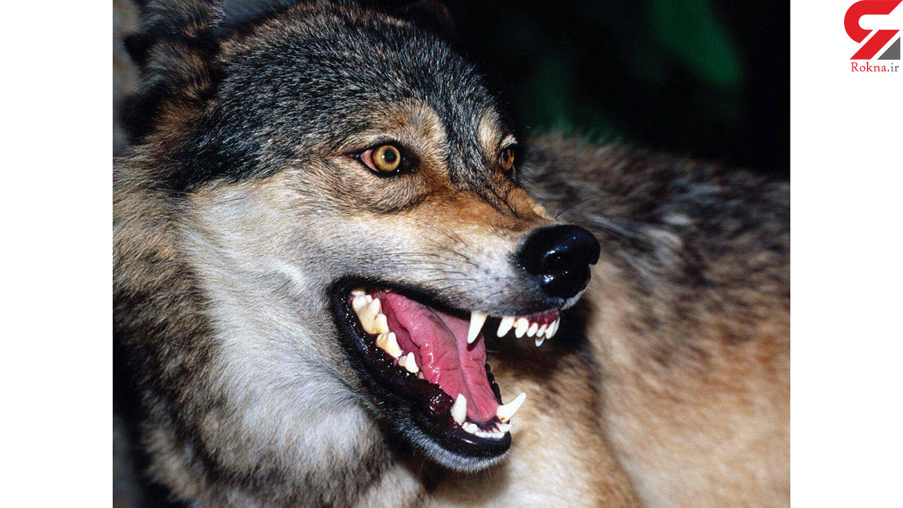 حمله خونین گرگ‌های گرسنه به چالدران