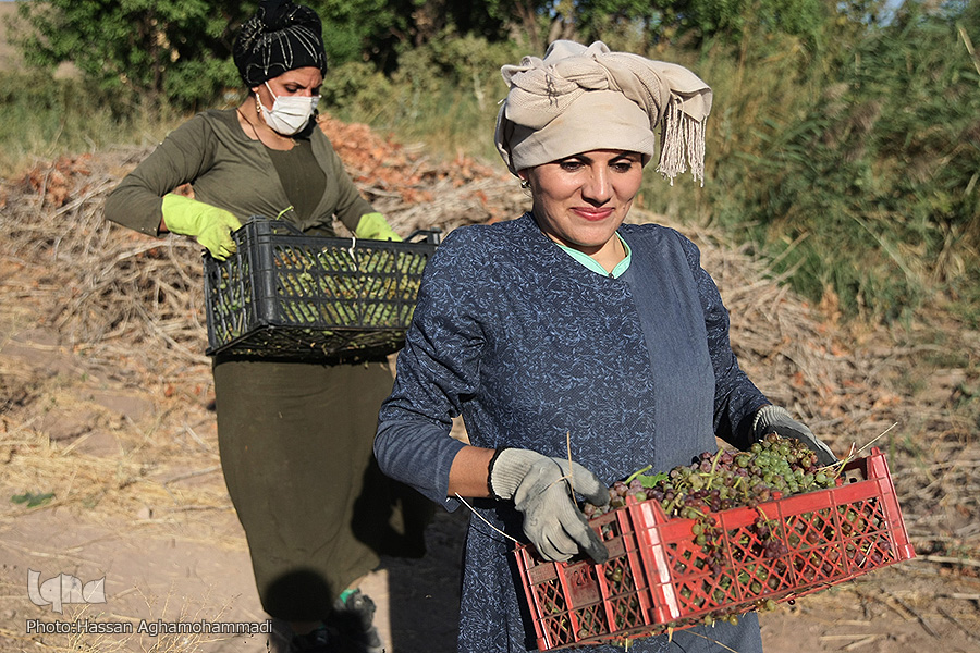 عکس/ برداشت و فرآوری انگور در روستای «جرندق» تاکستان