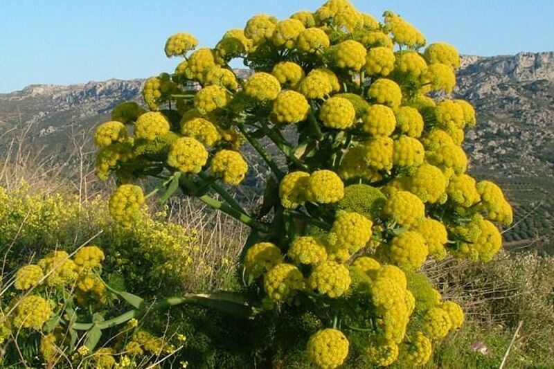 یک هزار هکتار مراتع سمنان برای کشت گیاهان دارویی مکانیابی میشود