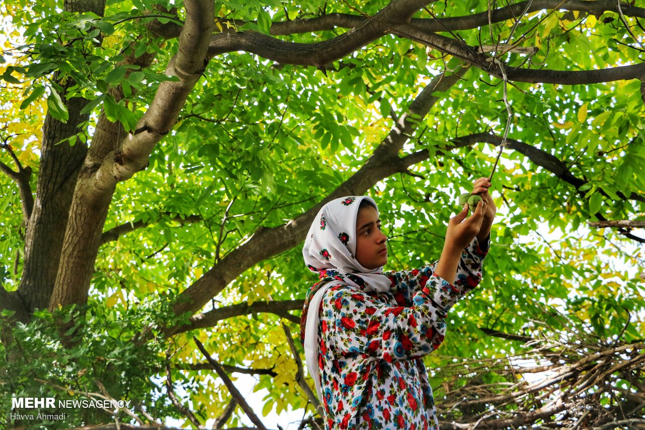 عکس/ گردوچینی در مازندران